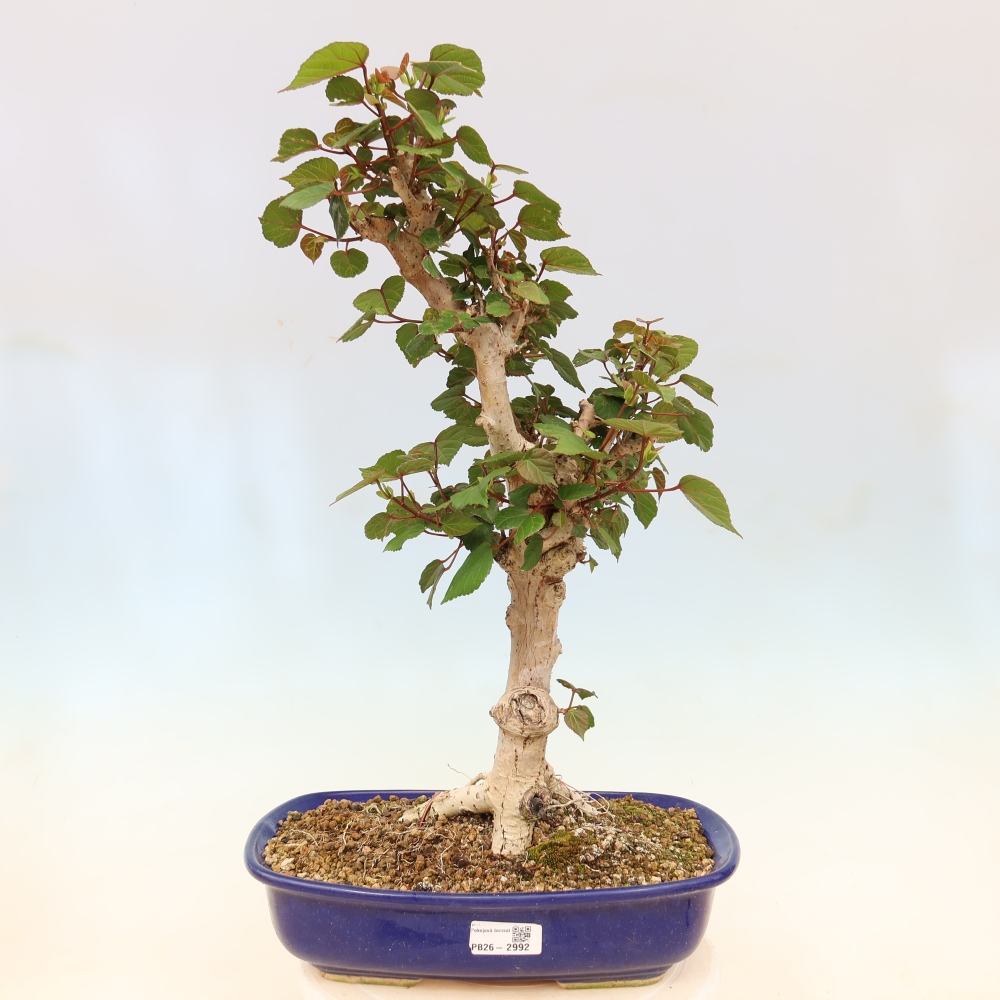 Indoor bonsai - Hibiscus tiliaceus - Sea Hibiscus