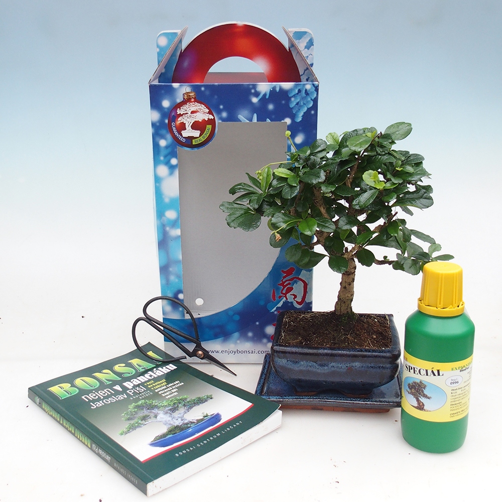 Room bonsai in gift box Carmona microphylla - Tea fuki