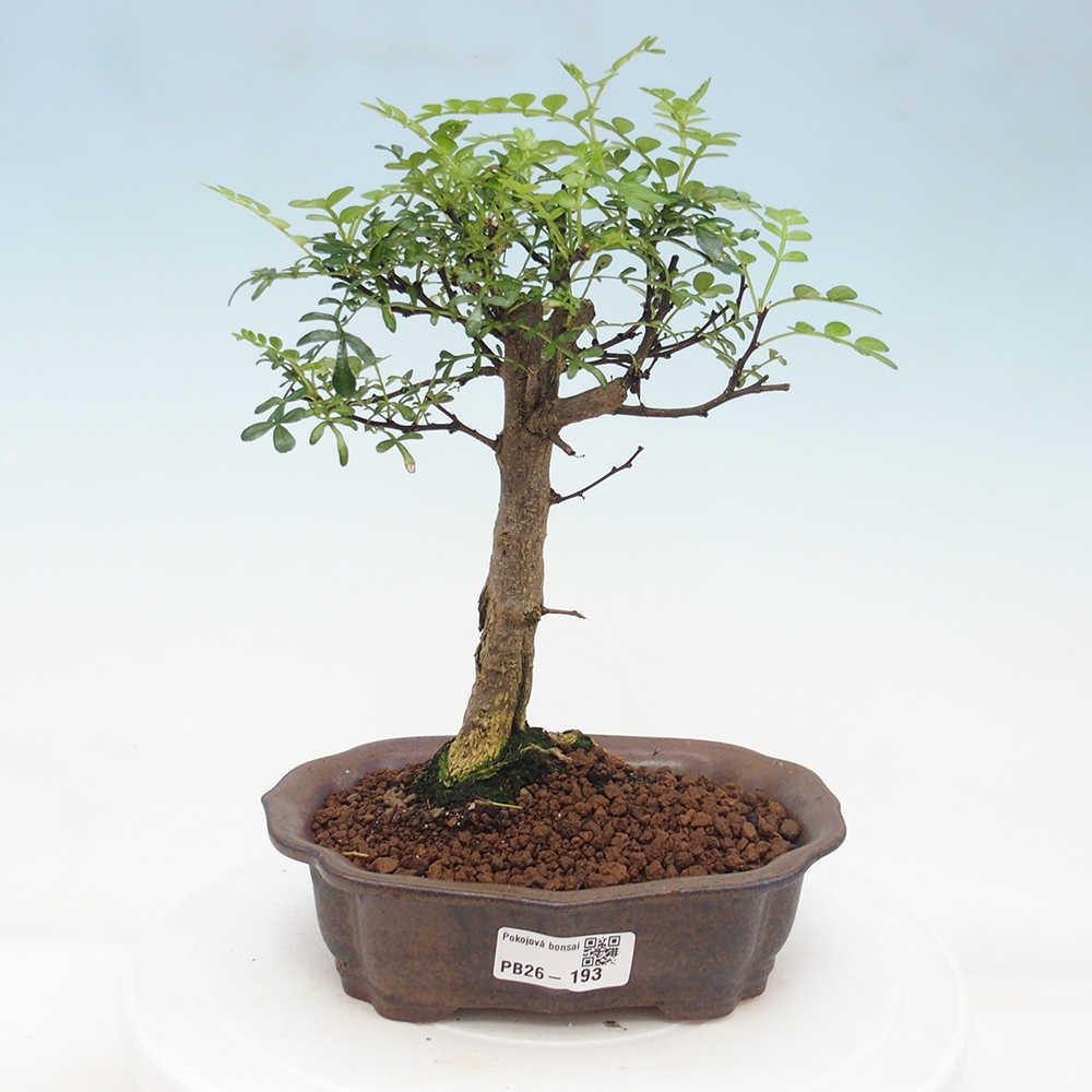 Room bonsai - Zantoxylum piperitum - pepper tree