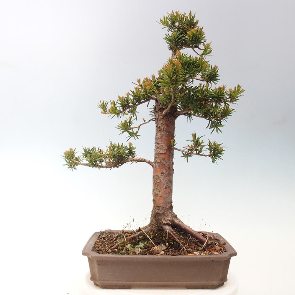 Outdoor bonsai - Taxus cuspidata - Japanese yew