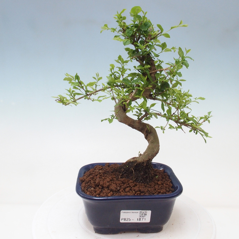 Indoor bonsai -Ligustrum chinensis - Bird's beak