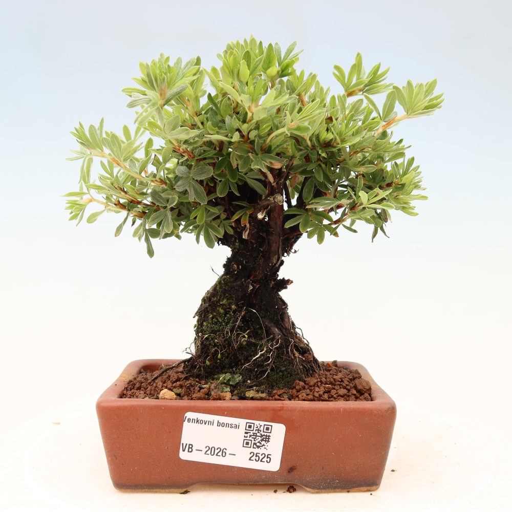 Outdoor bonsai - Potentila fruticosa