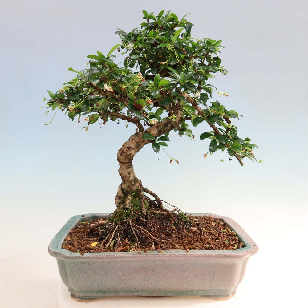 Room bonsai - Carmona macrophylla - Tea fuki