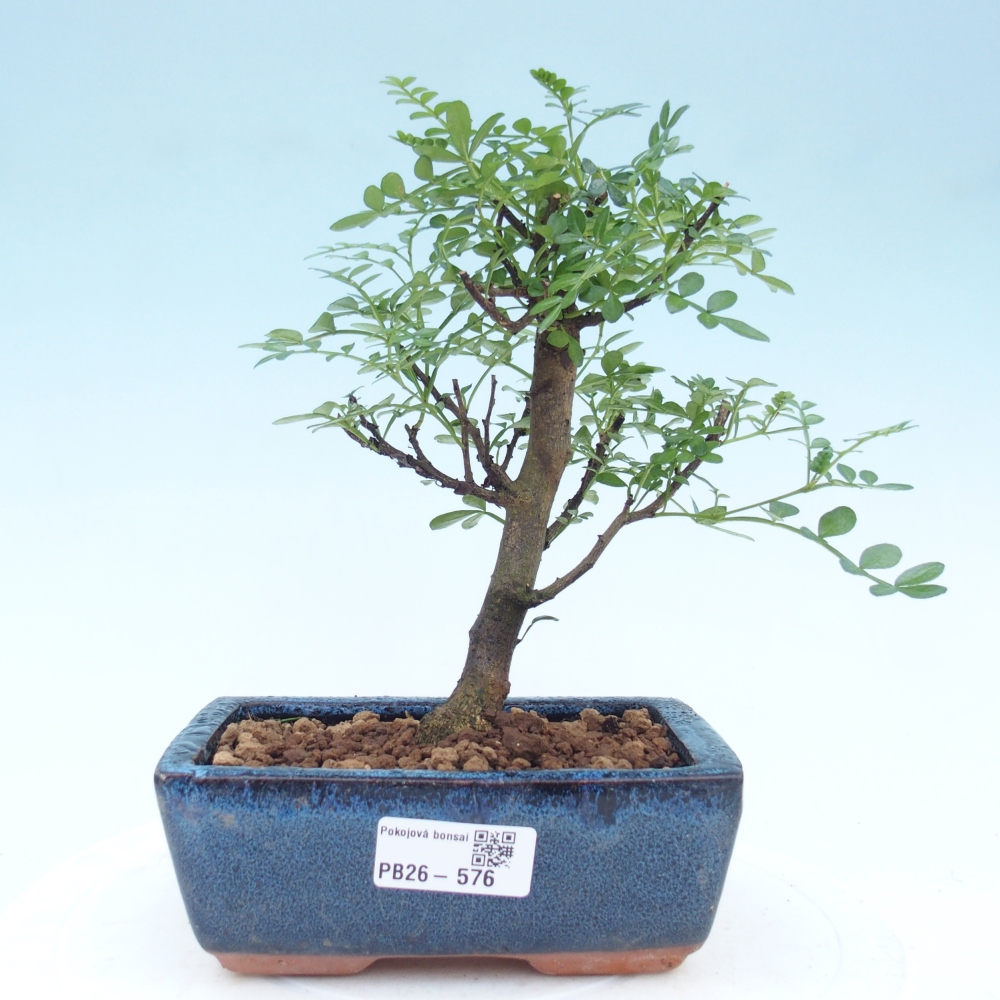 Room bonsai - Zantoxylum piperitum - pepper tree