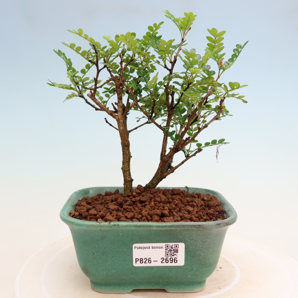 Room bonsai - Zantoxylum piperitum - pepper tree