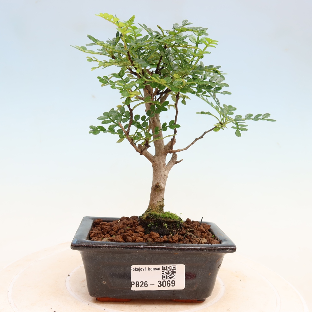 Room bonsai - Zantoxylum piperitum - pepper tree