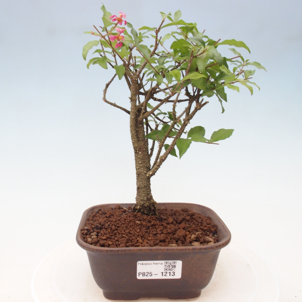 Room bonsai - Malpighia coccigera- Barbdorian cherry