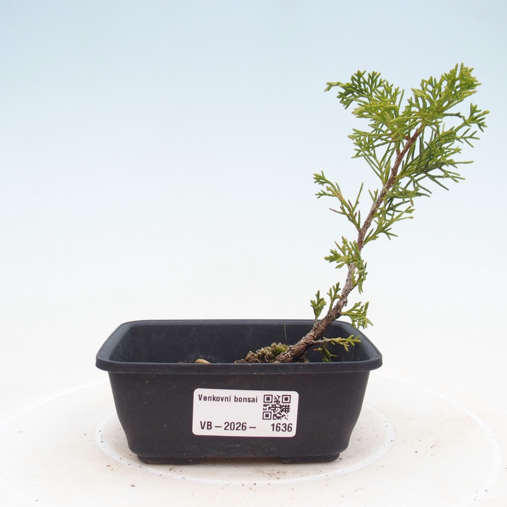 Outdoor bonsai - Juniperus chinensis Itoigawa