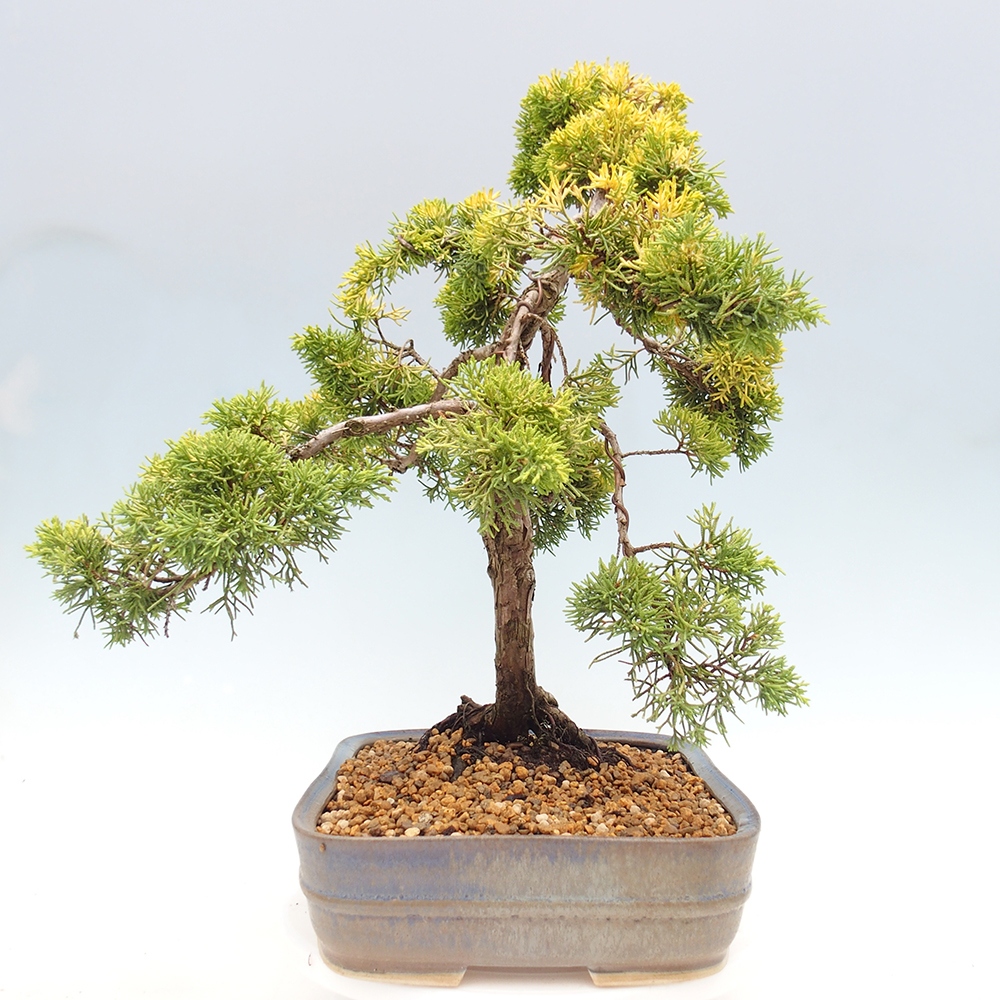 Outdoor bonsai - Juniperus chinensis plumosa aurea - Chinese golden juniper