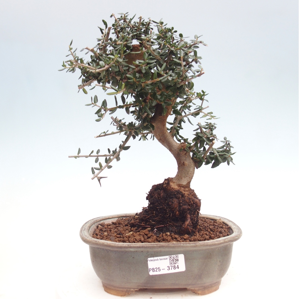 Indoor bonsai - Olea europaea sylvestris