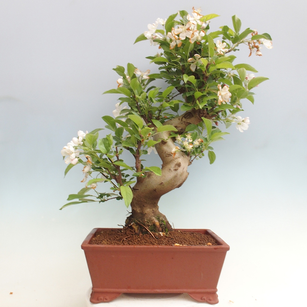 Outdoor bonsai - Malus halliana - Small-fruited apple tree