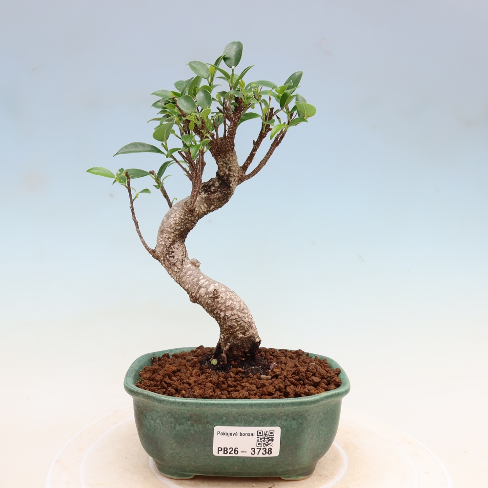 Room bonsai - Ficus kimmen - small-leaved ficus