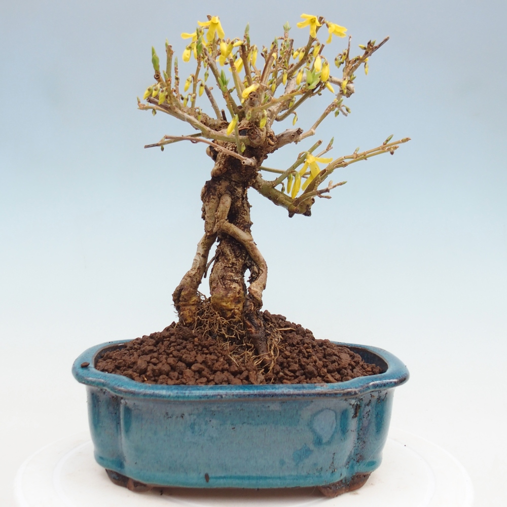 Outdoor bonsai - Zlatice - Forsythia koreana