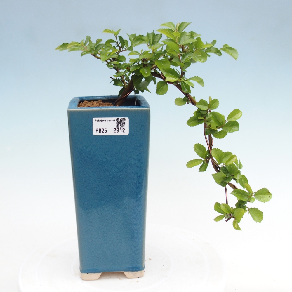 Indoor bonsai - Grewia occidentalis - Lavender star