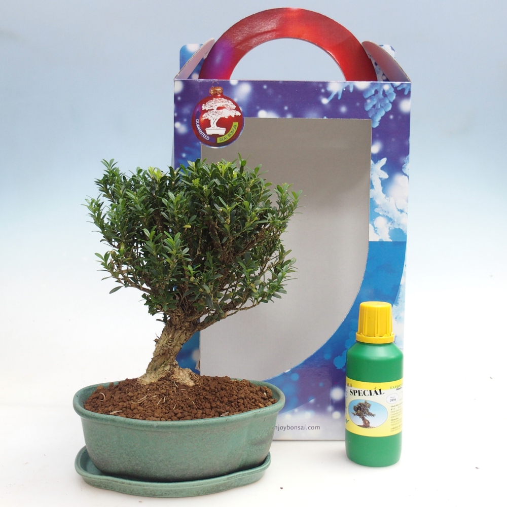 Room bonsai in gift box Buxus harlandii - cork buxus