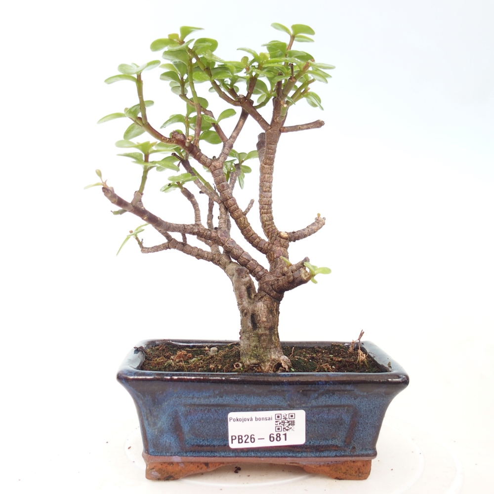 Room bonsai - Portulakaria Afra - Tlustice