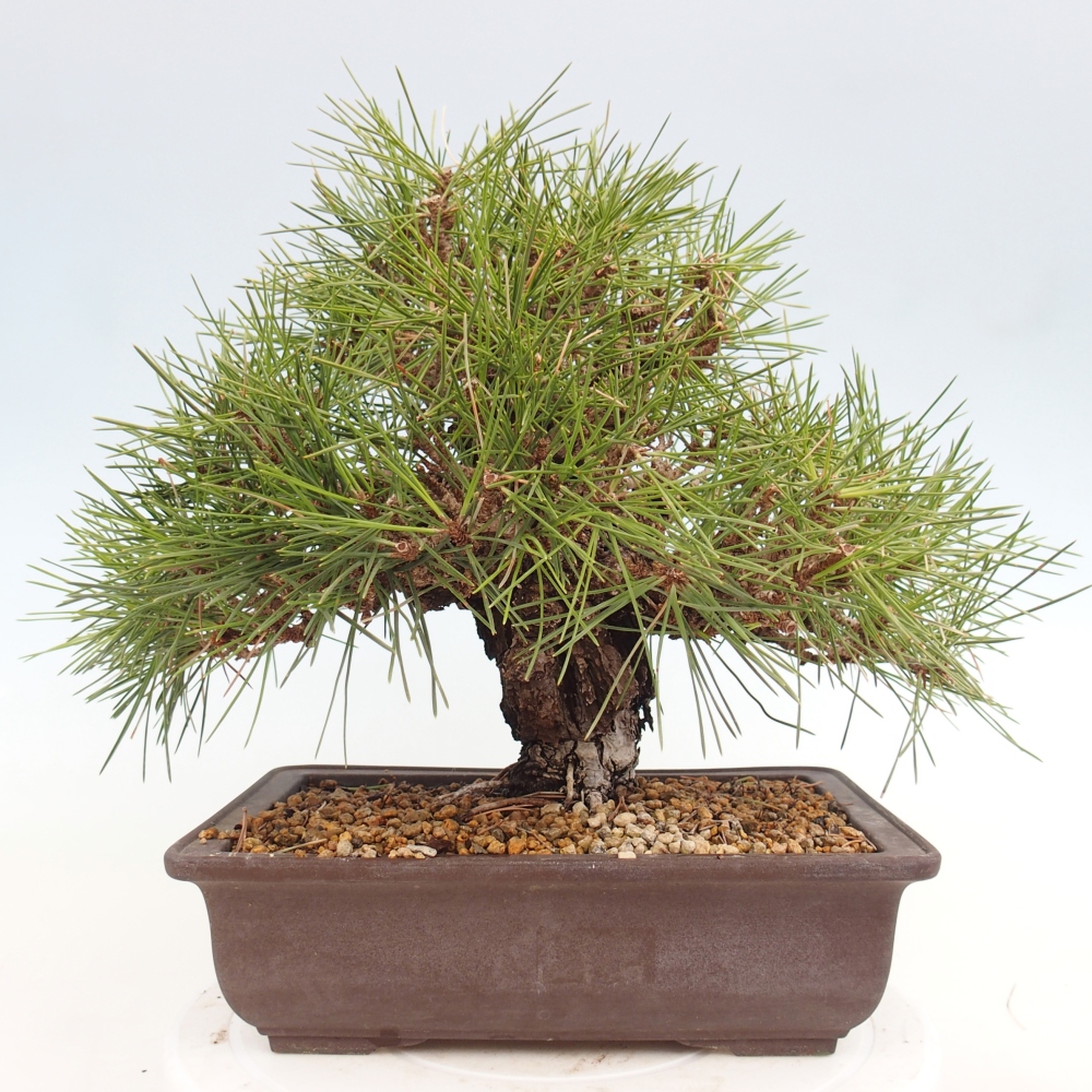 Outdoor bonsai - Pinus thunbergii - Thunberg pine