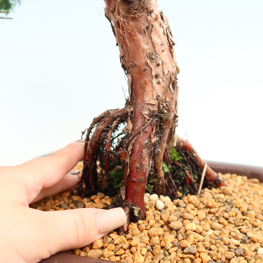 Outdoor bonsai - Juniperus chinensis Kishu