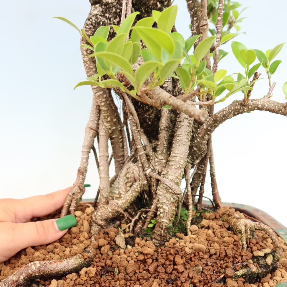 Room bonsai - Ficus kimmen - small-leaved ficus