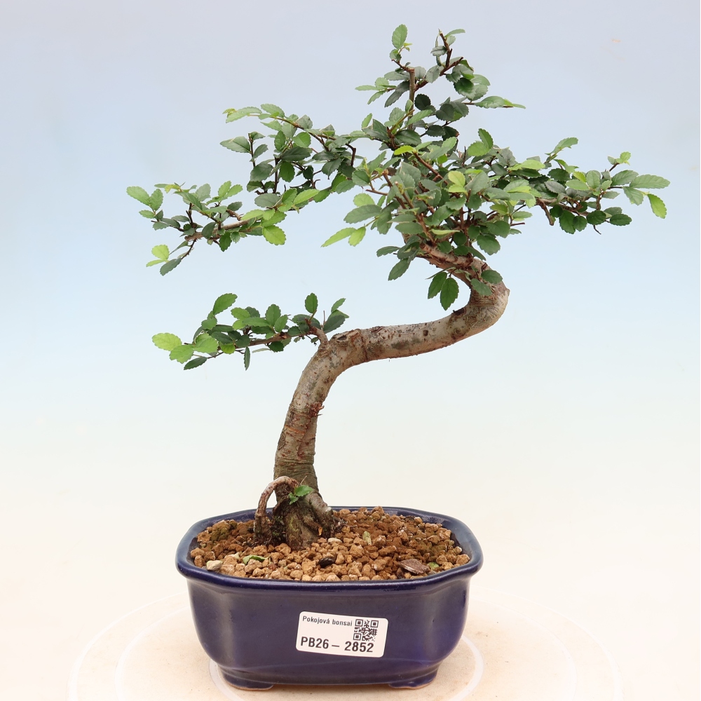 Room bonsai - Ulmus parvifolia - Small-leaved elm