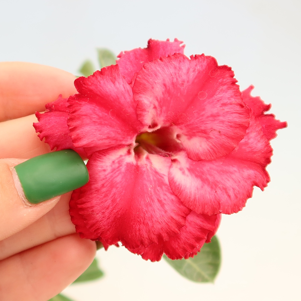 Indoor Bonsai - Adenium obesum, grafted V.F.S.326  - Desert Rose