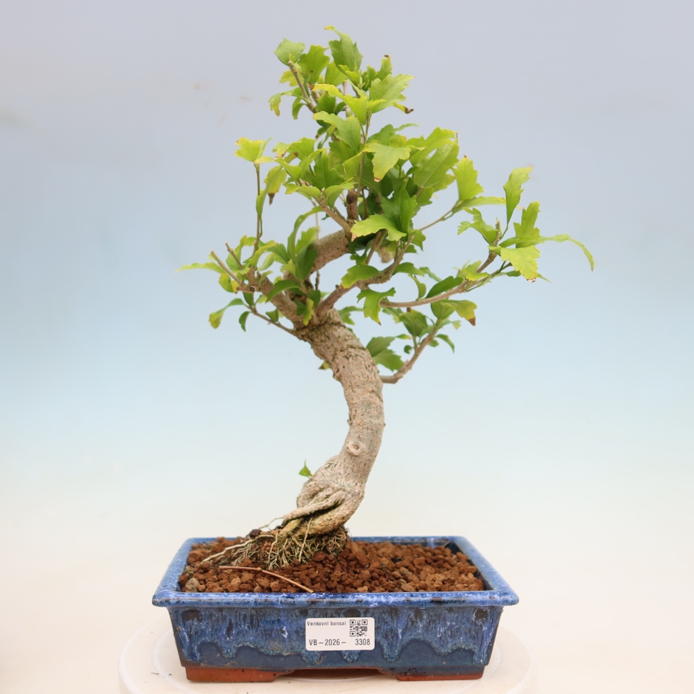 Outdoor Bonsai - Hibiscus syriacus - Syrian Hibiscus