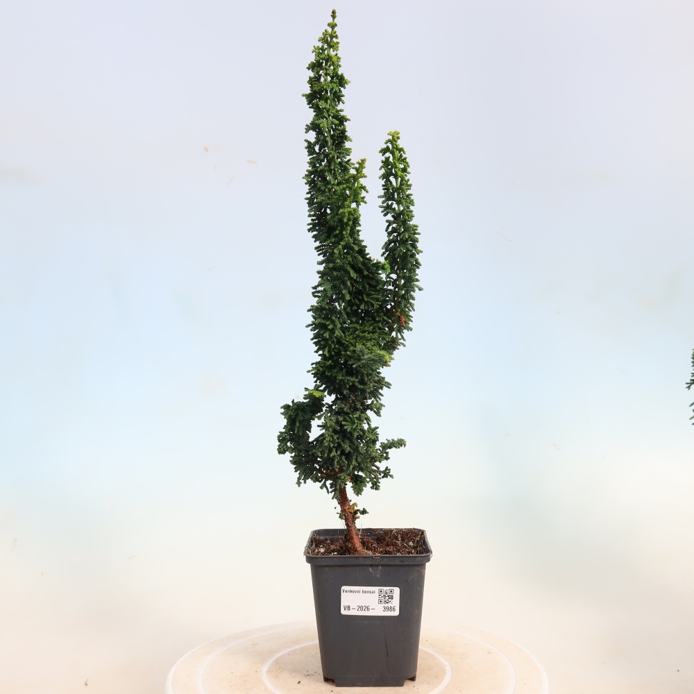 Outdoor bonsai - Cham. obtusa SEKKA HINOKI - Cypress