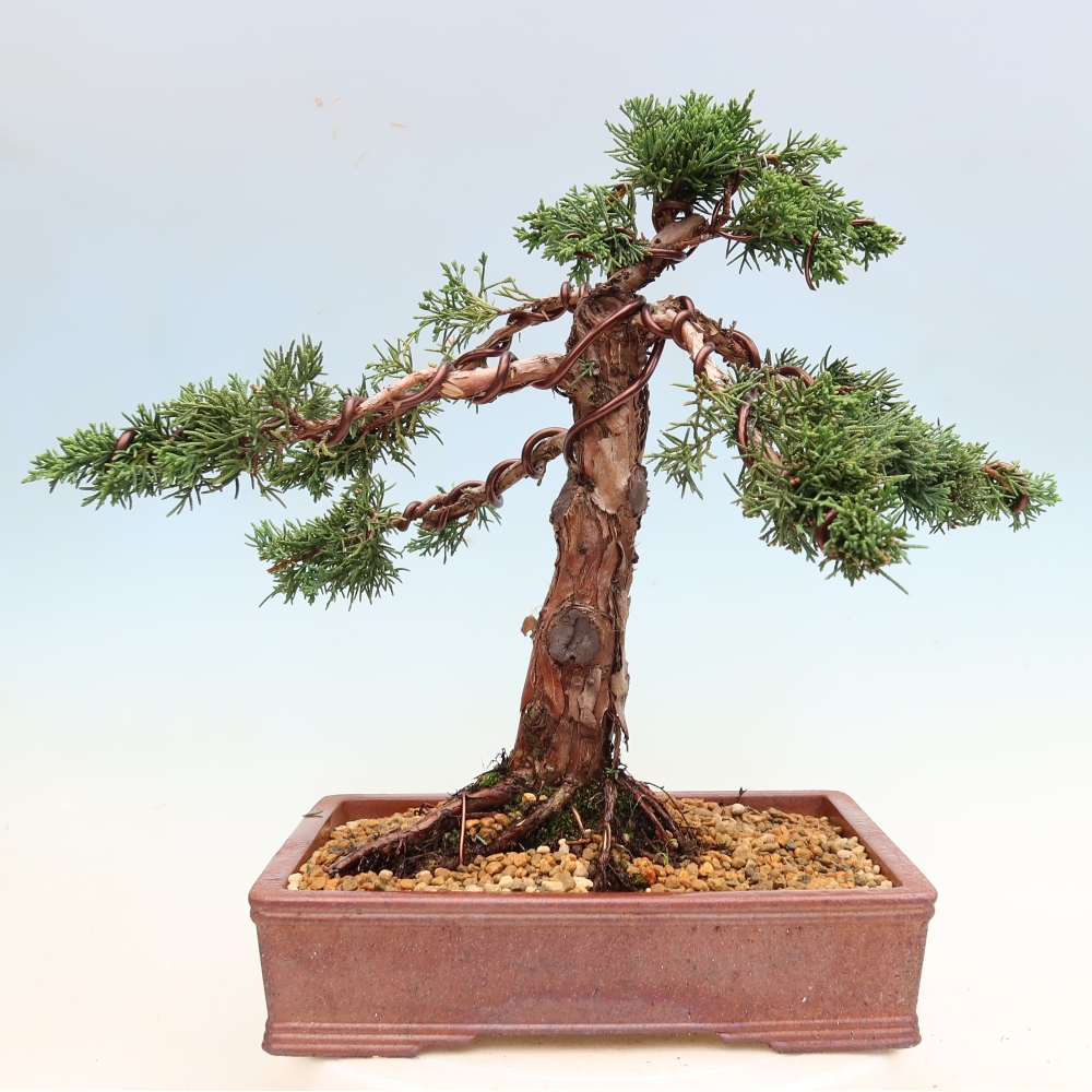 Outdoor bonsai - Juniperus chinensis Kishu