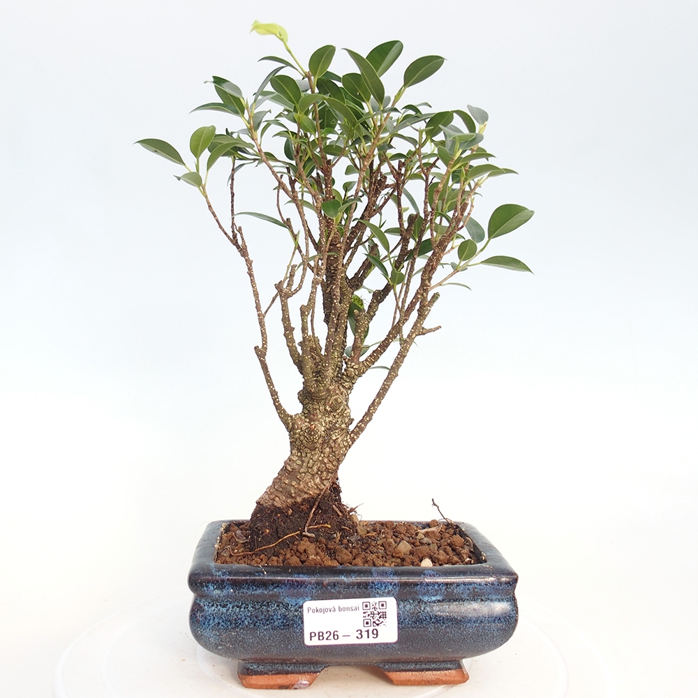 Indoor bonsai - Ficus retusa - small-leaved ficus