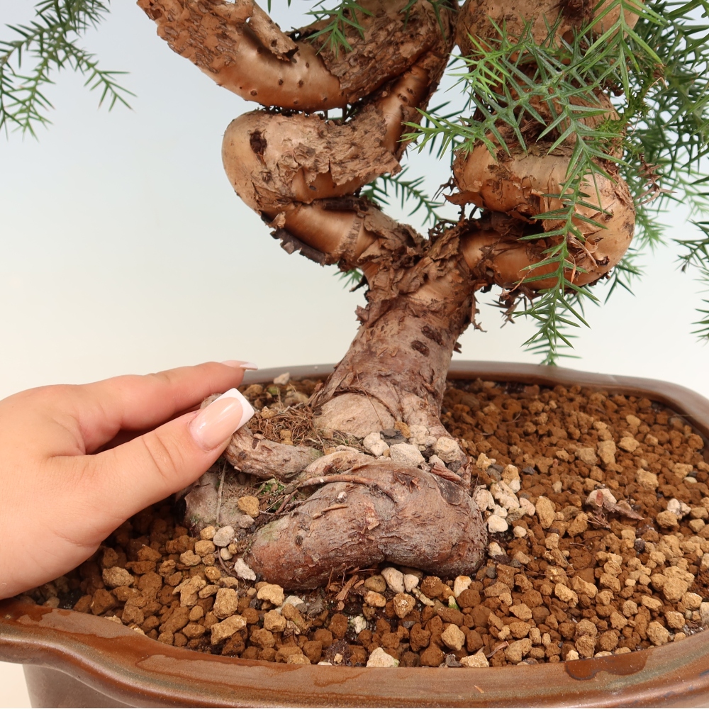 Indoor Bonsai - Araucaria - Indoor Spruce
