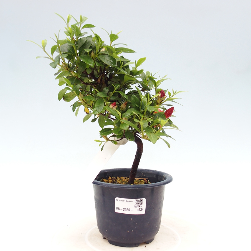 Outdoor bonsai - Japanese azalea - Azalea Benibeni