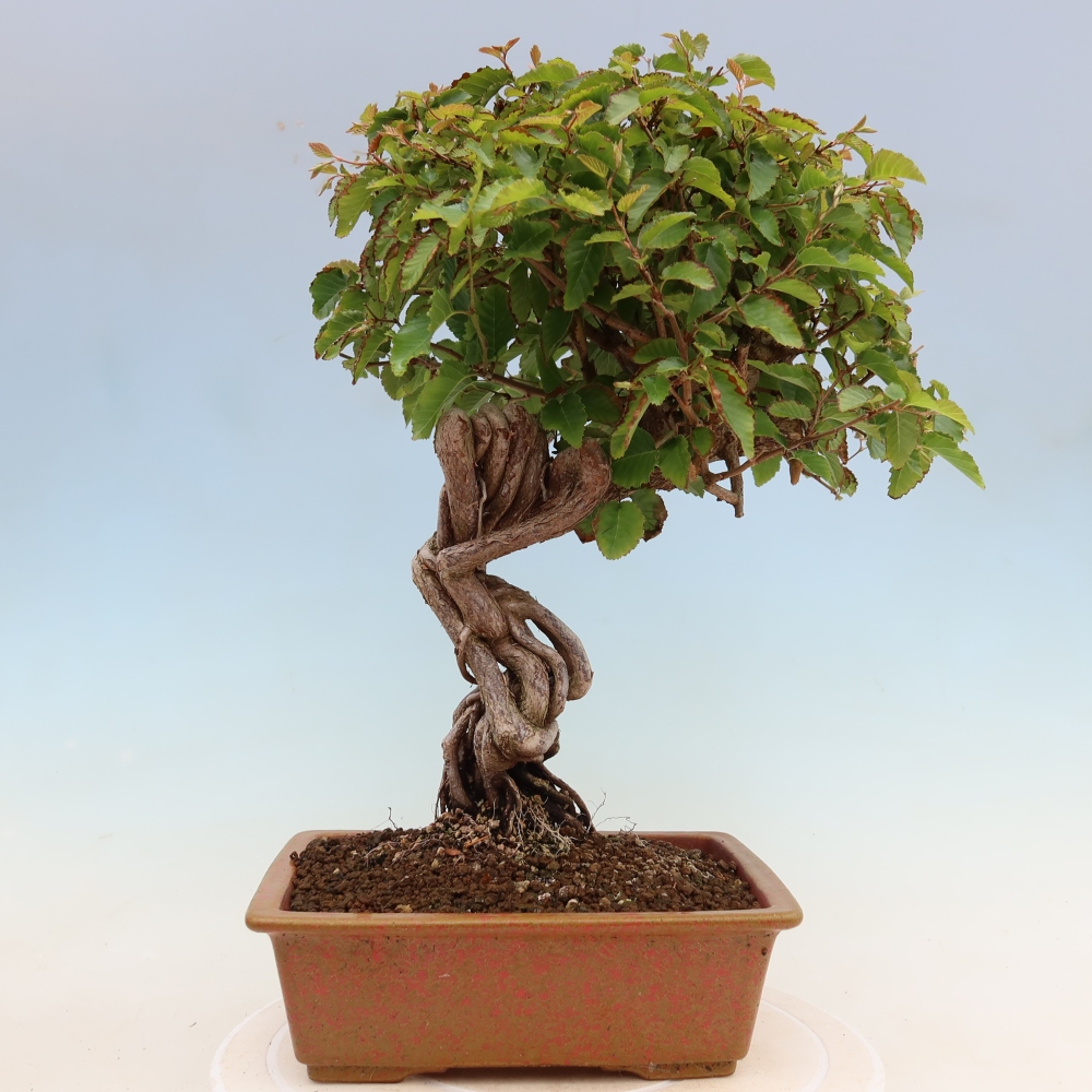 Outdoor bonsai -Carpinus coreana - Korean Hornbeam