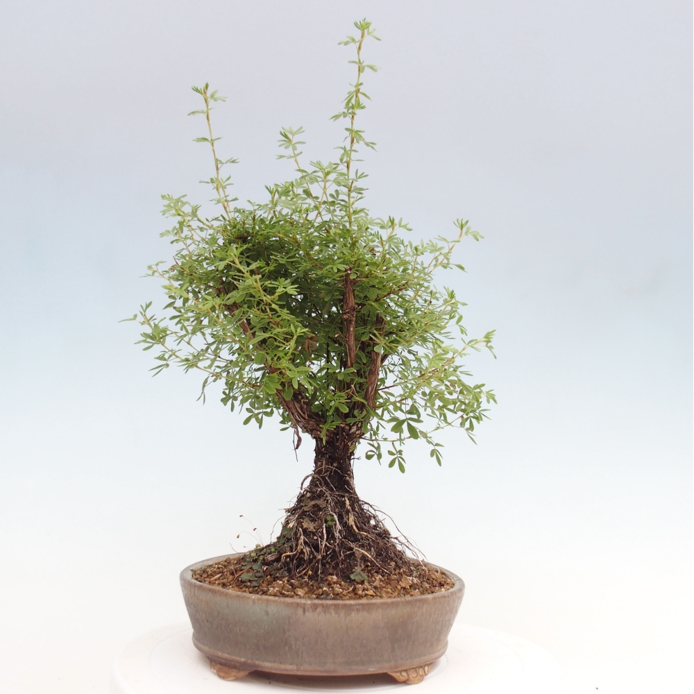 Outdoor bonsai-Cinquefoil - Potentila fruticosa yellow Bird