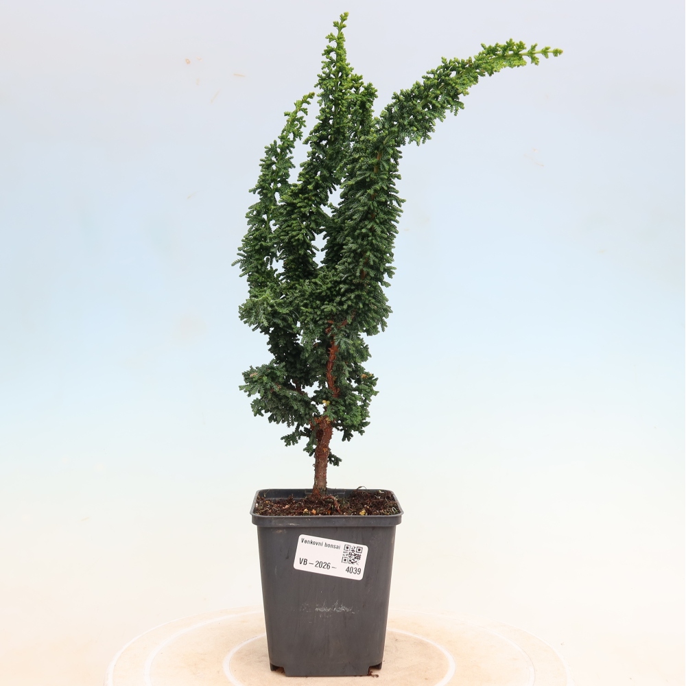 Outdoor bonsai - Cham. obtusa SEKKA HINOKI - Cypress