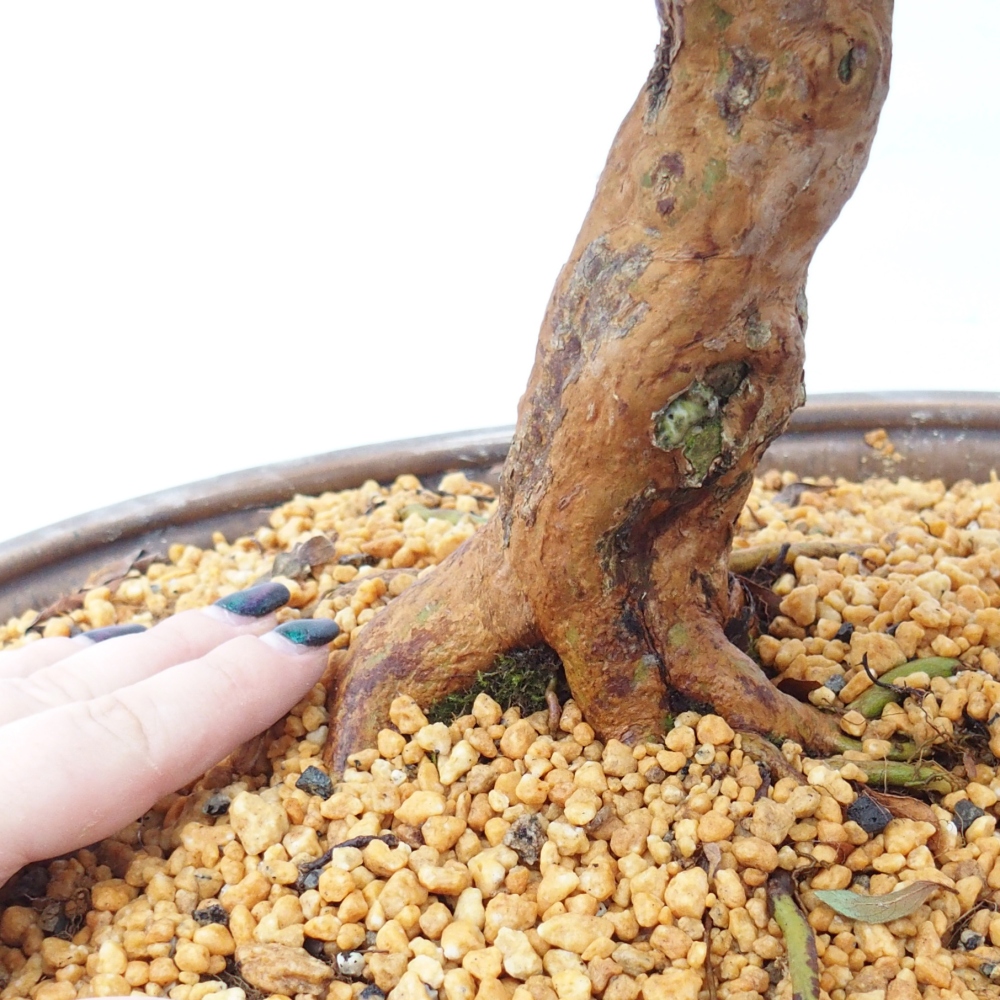 Outdoor bonsai - Japanese Azalea - Azalea Hanatsuzuri