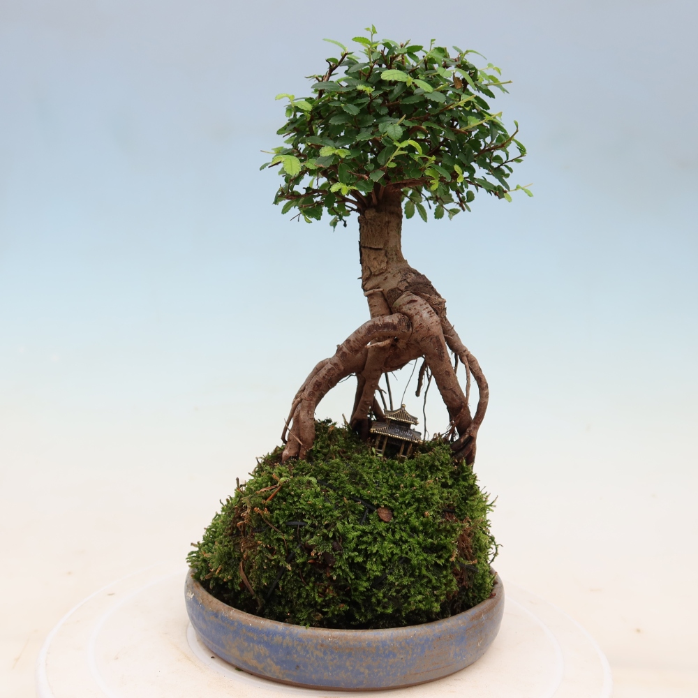 Kokedama with a saucer - Ulmus parvifolia - small-leaved elm