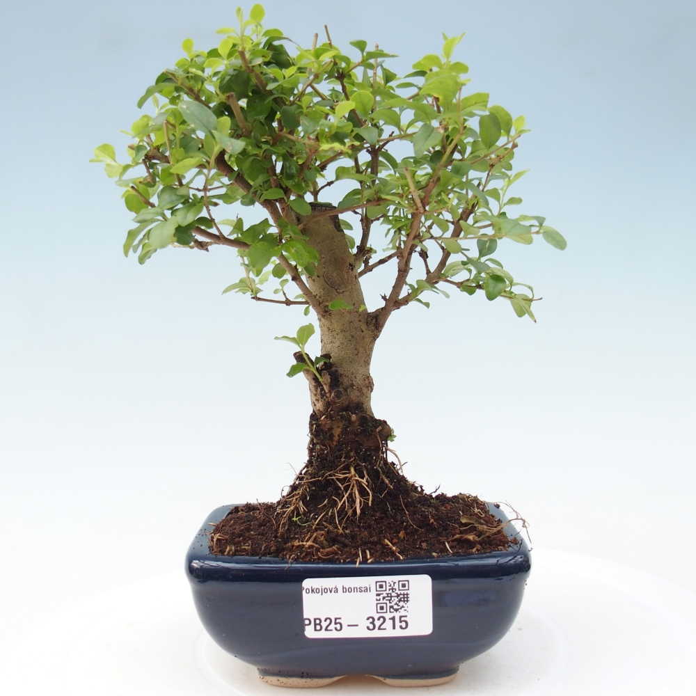 Room bonsai -Ligustrum chinensis - Bird's Beak