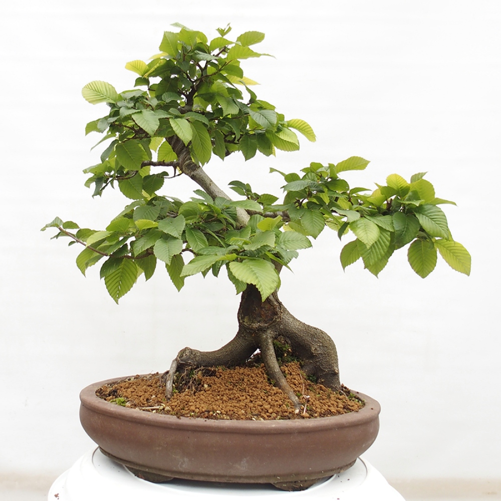 Outdoor bonsai - Hornbeam - Carpinus betulus