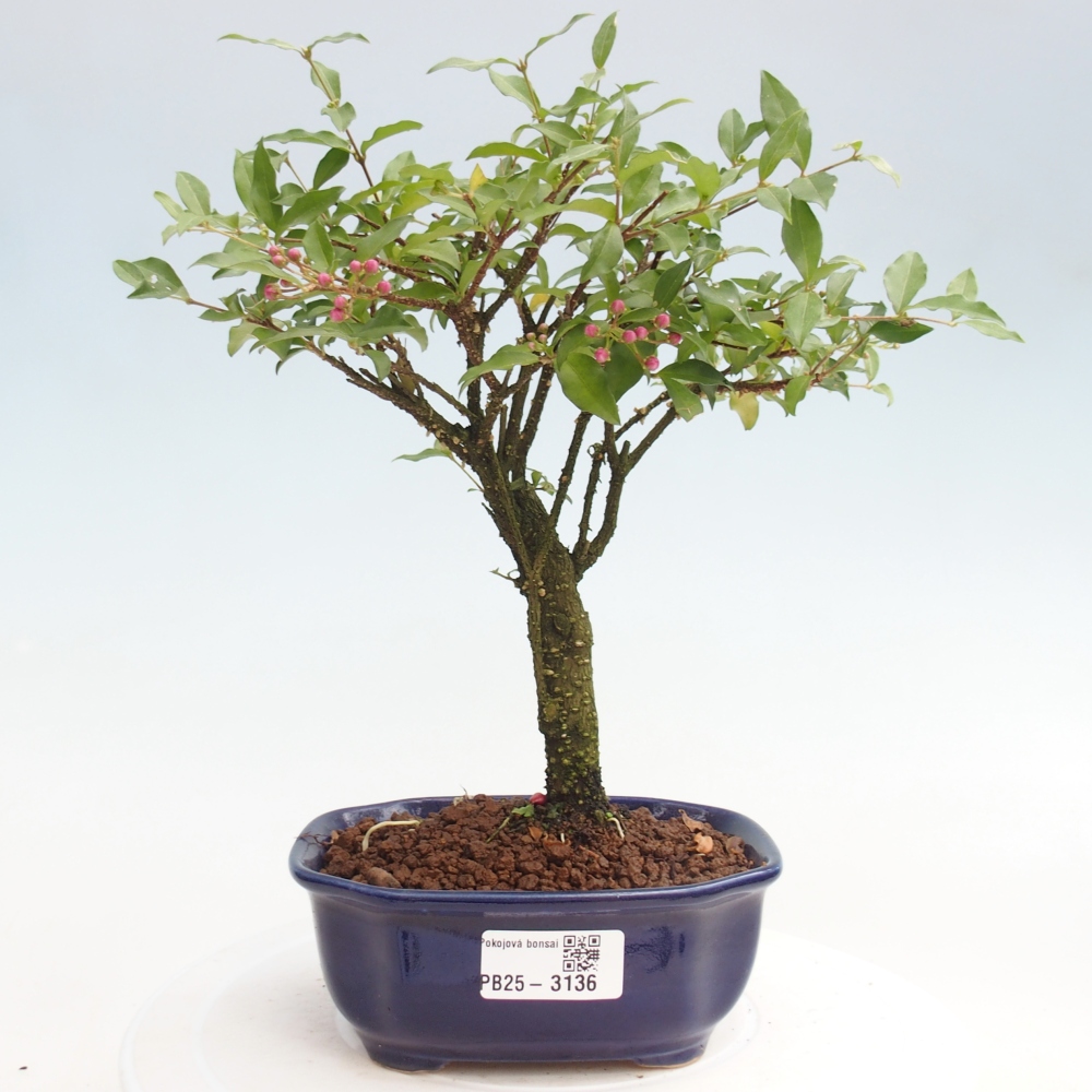 Room bonsai - Malpighia coccigera- Barbdorian cherry