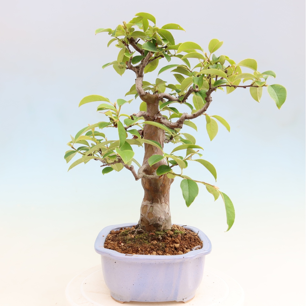 Outdoor bonsai - Pseudocydonia sinensis - Chinese quince