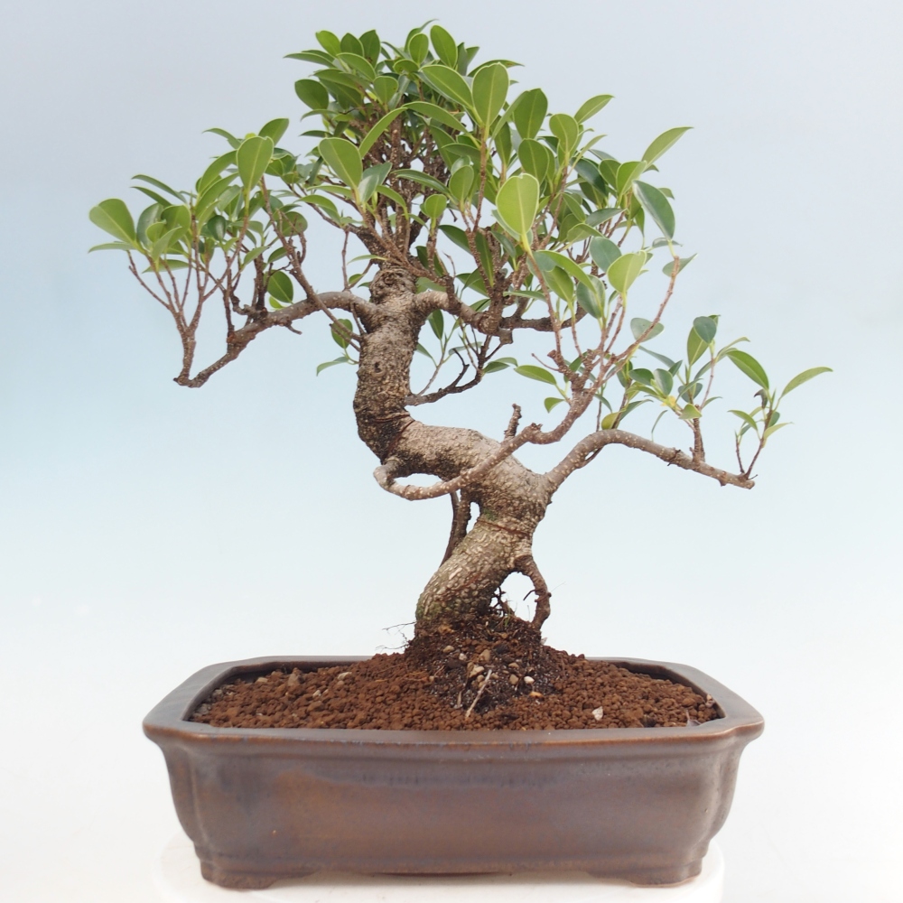 Room bonsai - Ficus kimmen - small-leaved ficus