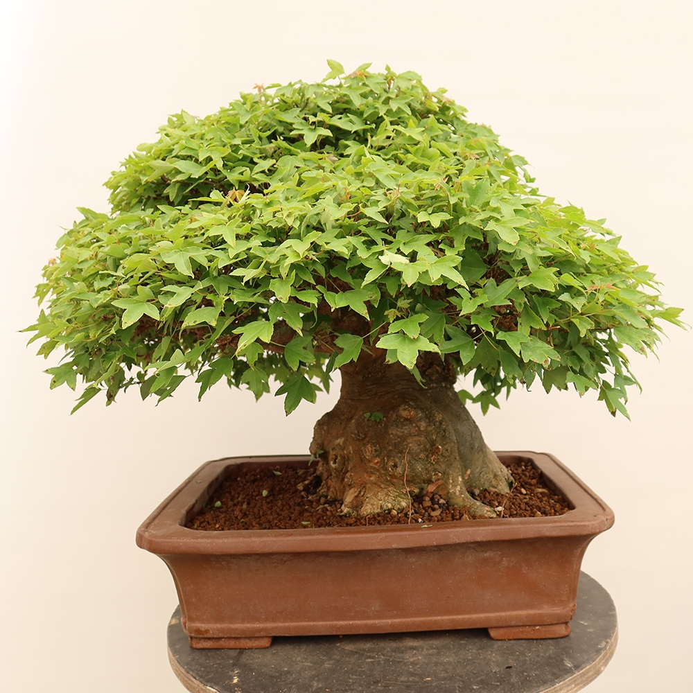 Outdoor bonsai - Maple Burger - Acer Burgerianum