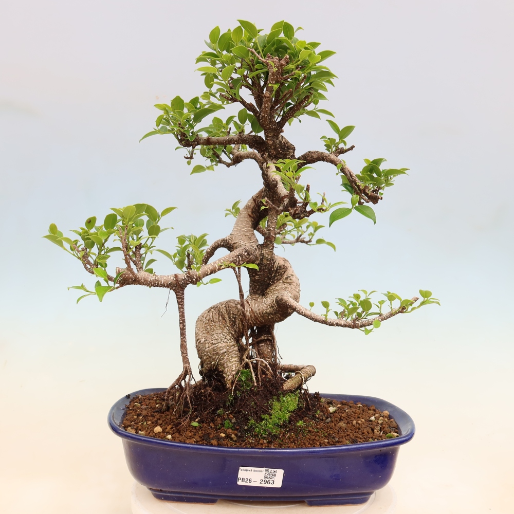 Room bonsai - Ficus kimmen - small-leaved ficus