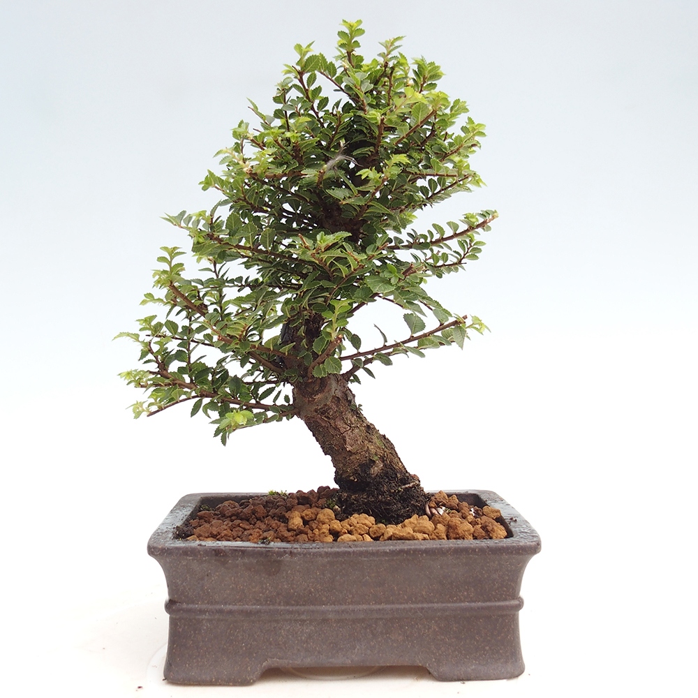 Outdoor bonsai - Ulmus parvifolia Hokkaido - Chinese elm