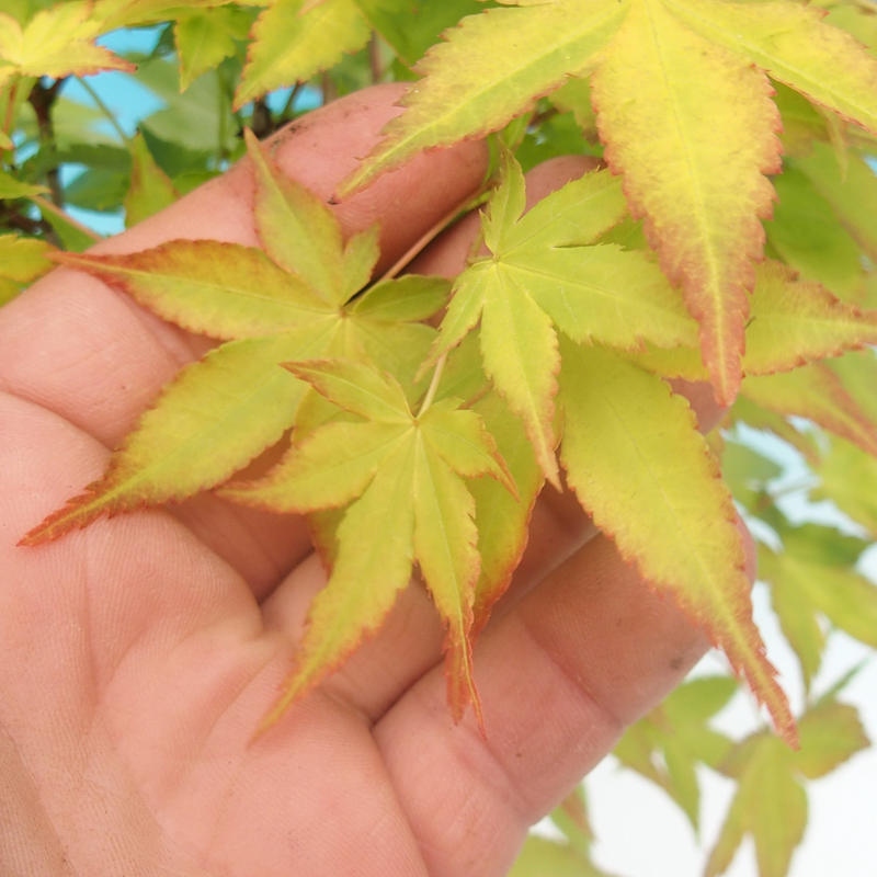 Acer palmatum Aureum - Golden Palm Maple
