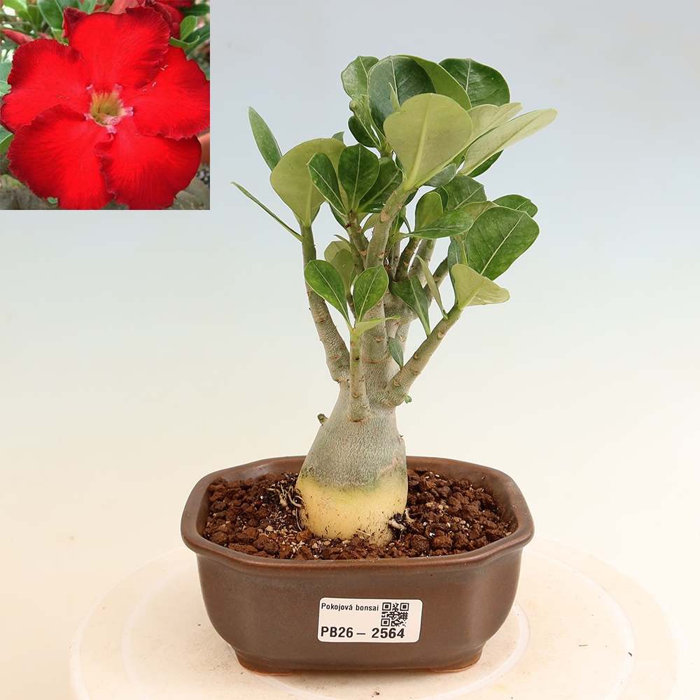 Indoor Bonsai - Adenium obesum Red Star - Desert Rose