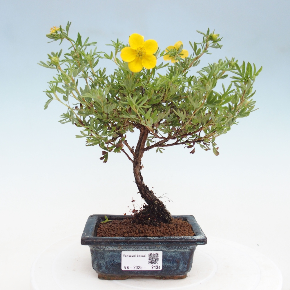 Outdoor bonsai-Cinquefoil - Potentila fruticosa yellow Bird