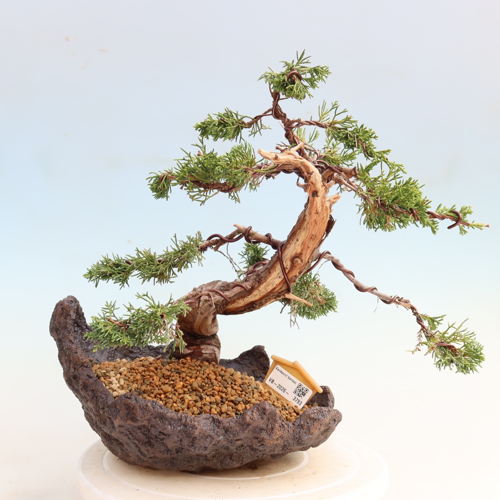 Outdoor Bonsai - Juniperus chinensis Itoigawa - Chinese Juniper