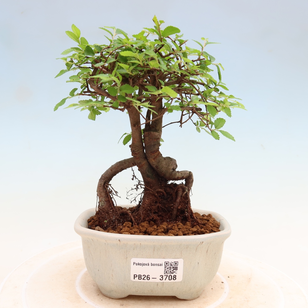 Room bonsai - Ulmus parvifolia - Small-leaved elm