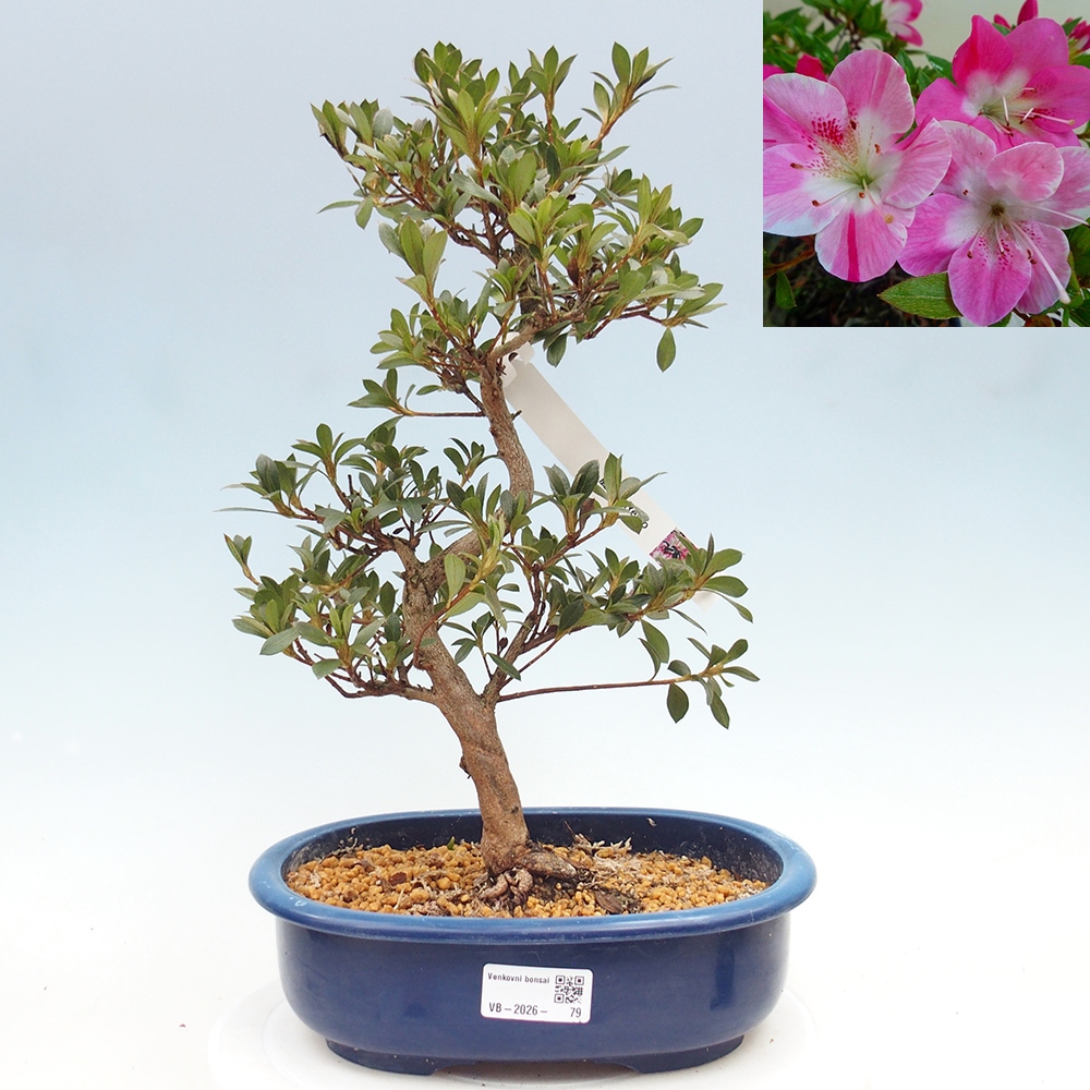 Outdoor bonsai - Japanese Azalea - Azalea Reiko